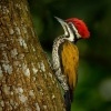 Datel zlatohrbety - Dinopium javanense - Common Flameback 9501